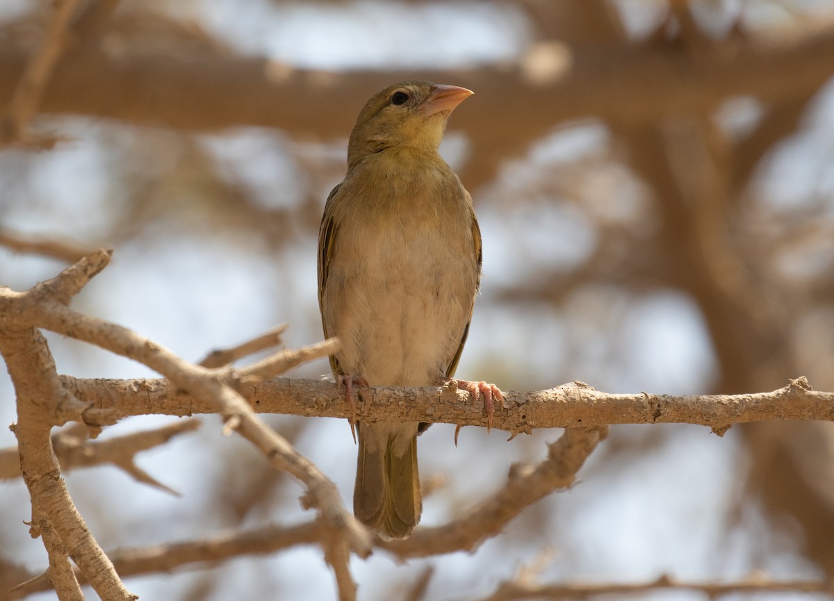 Rüppell's Weaver - ML644339281