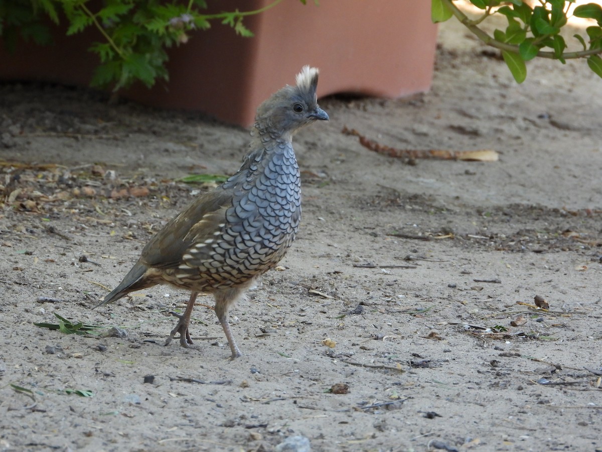 Scaled Quail - ML644339286