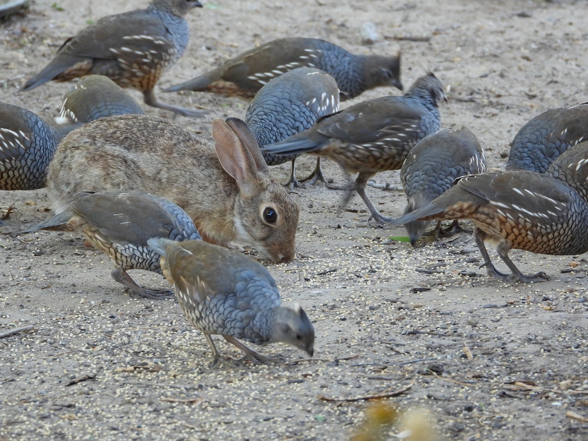 Scaled Quail - ML644339287