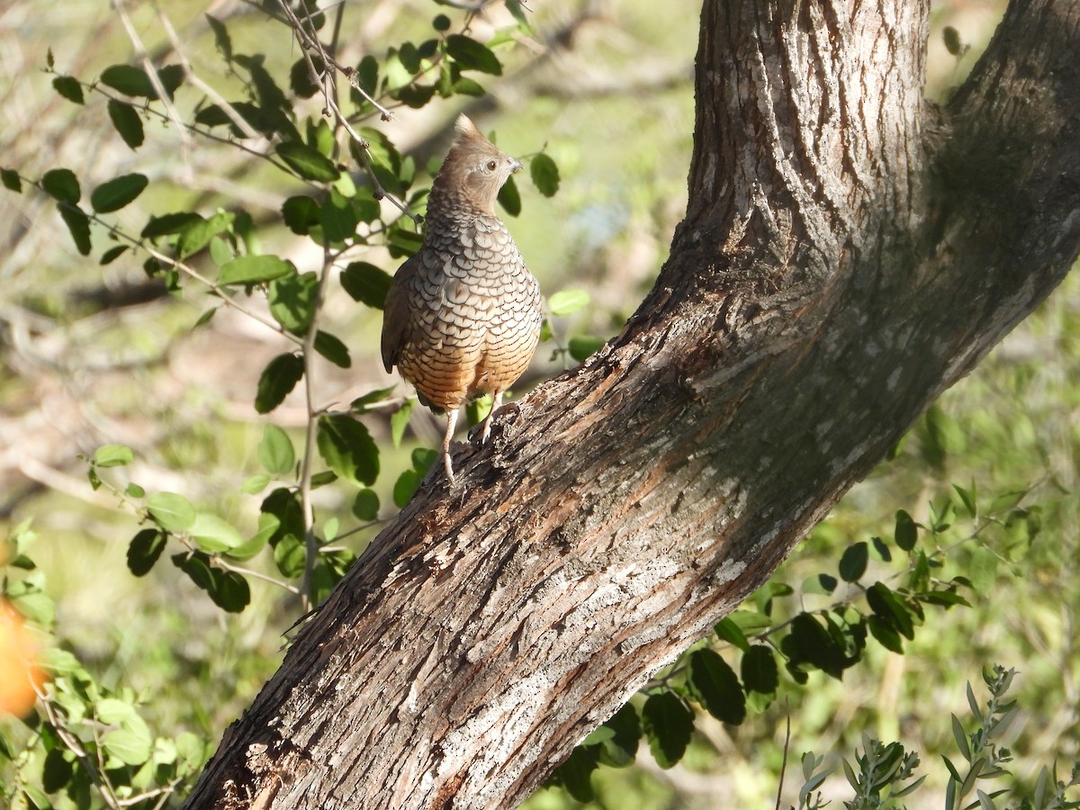 Scaled Quail - ML644339288