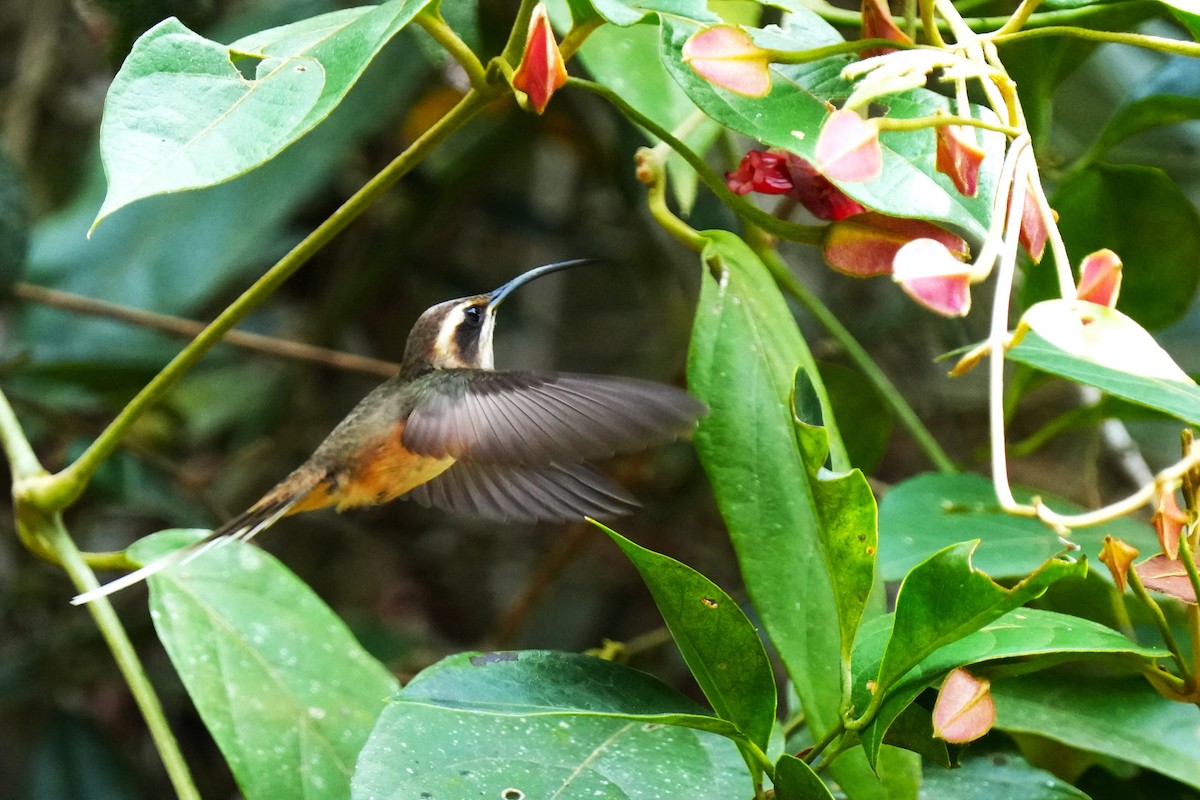 Scale-throated Hermit - ML644339292