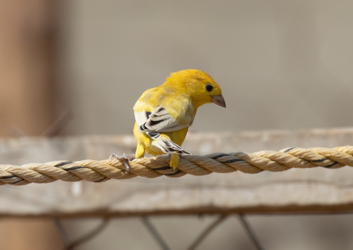 Arabian Golden Sparrow - ML644339293