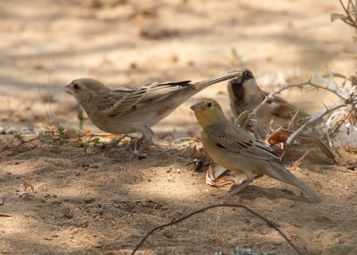 Arabian Golden Sparrow - ML644339294