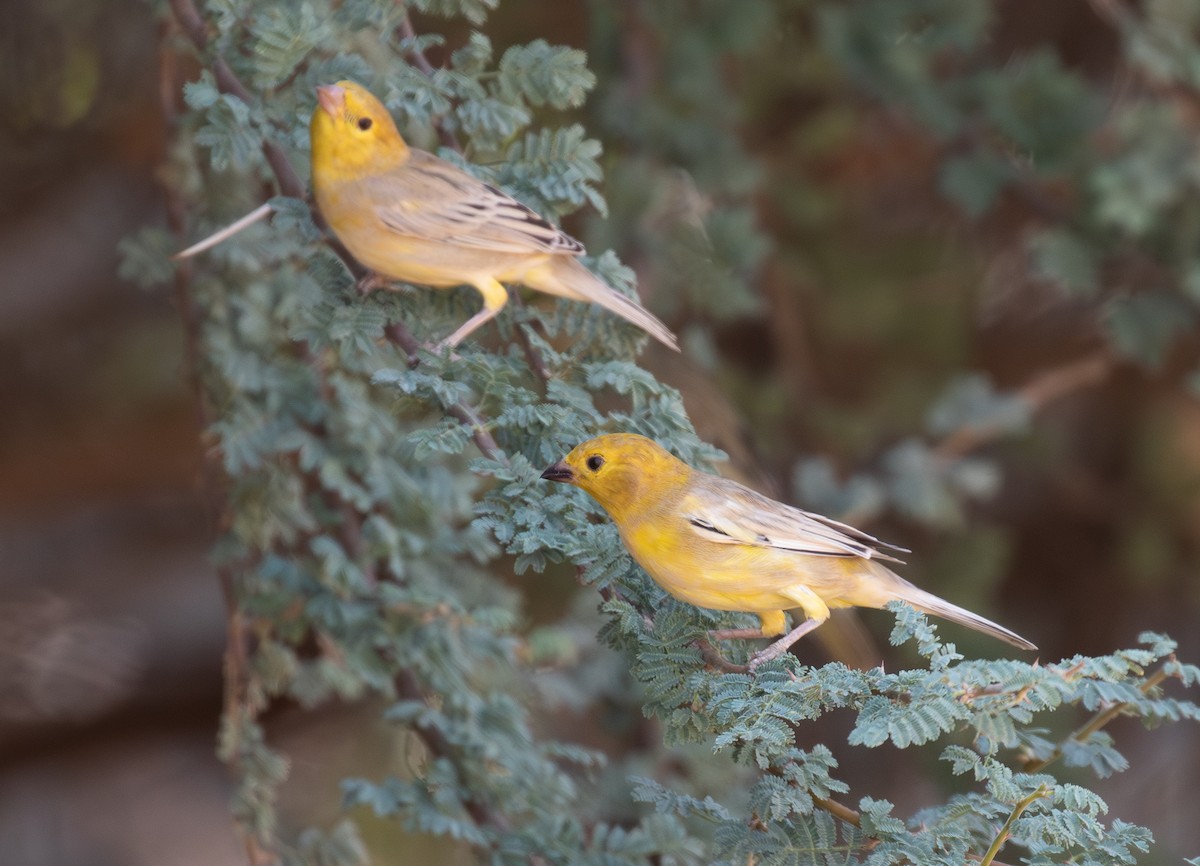 Arabian Golden Sparrow - ML644339295