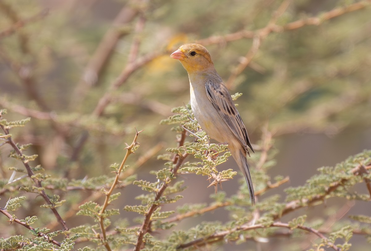 Arabian Golden Sparrow - ML644339296