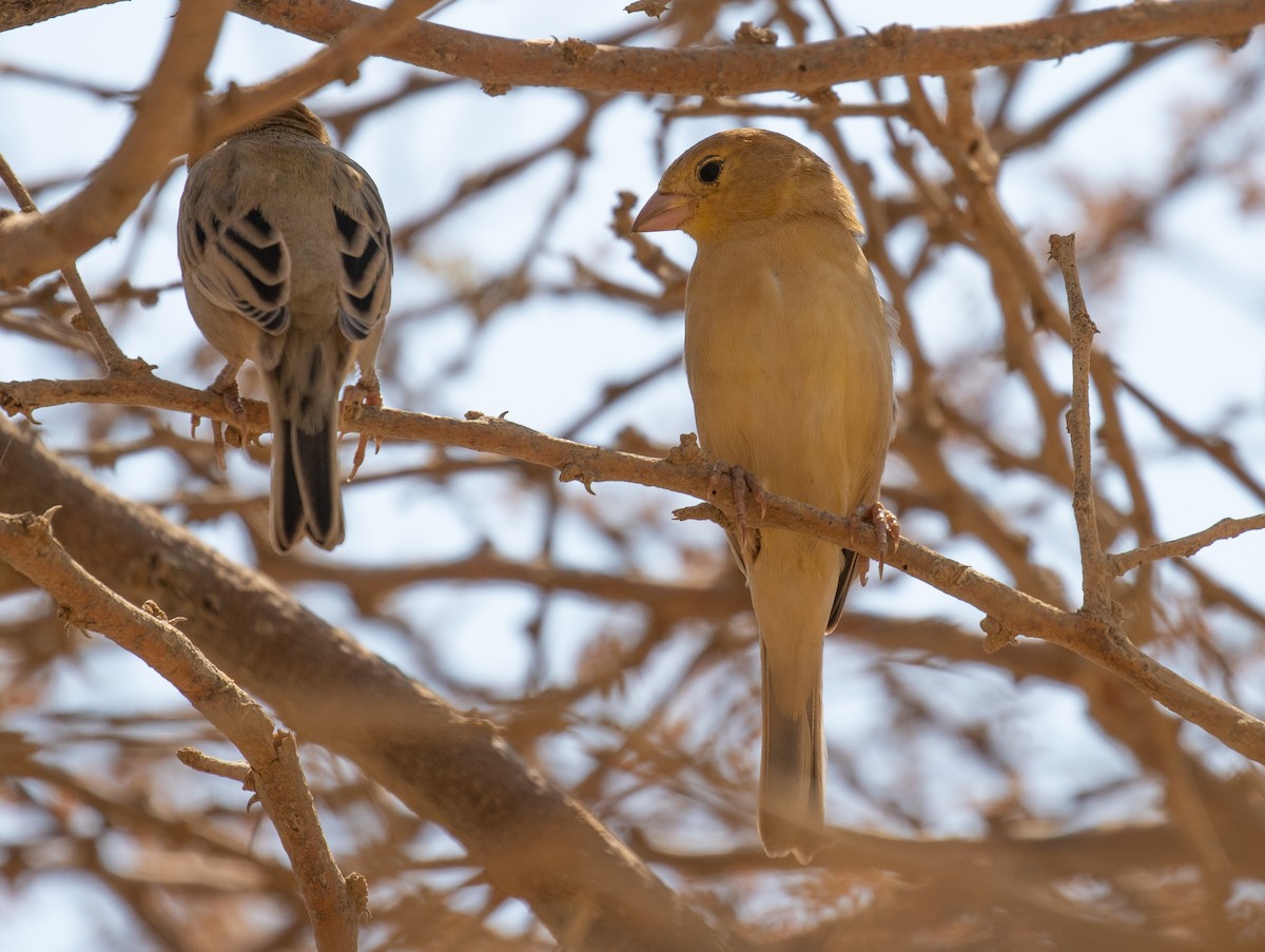 Arabian Golden Sparrow - ML644339297