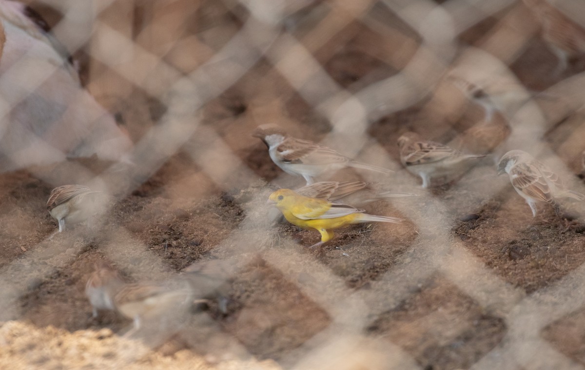 Arabian Golden Sparrow - ML644339298