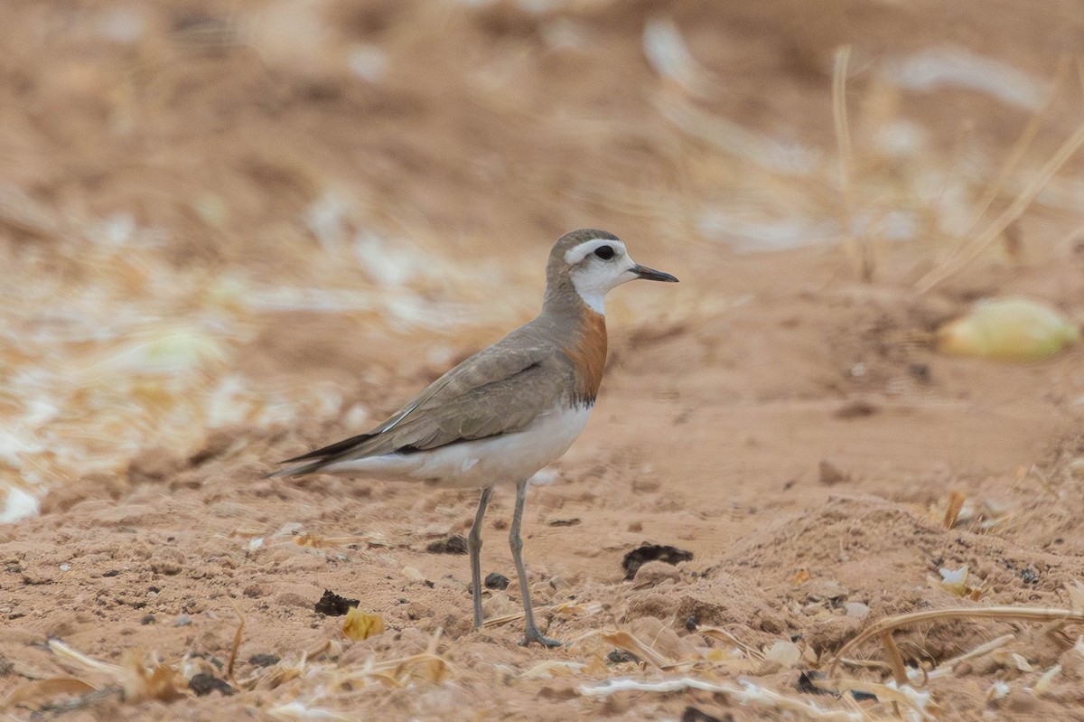 Caspian Plover - ML644339302