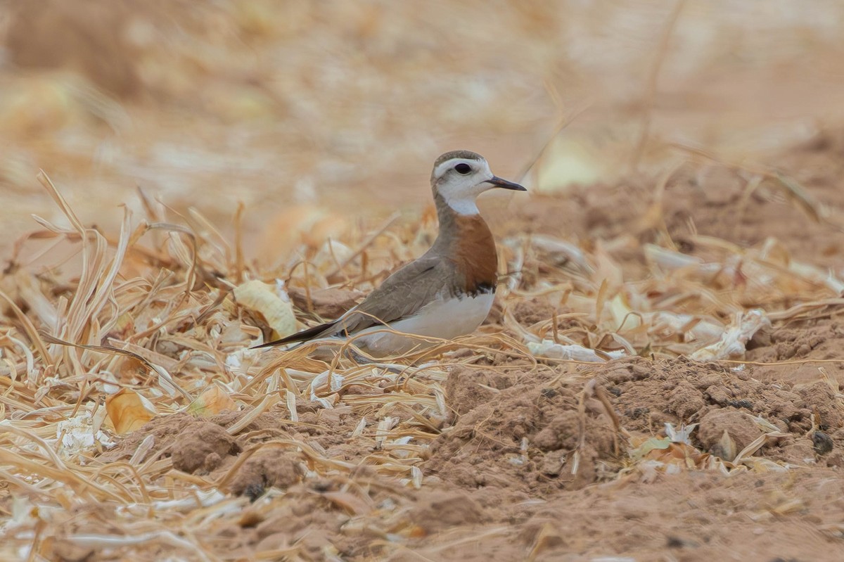 Caspian Plover - ML644339303