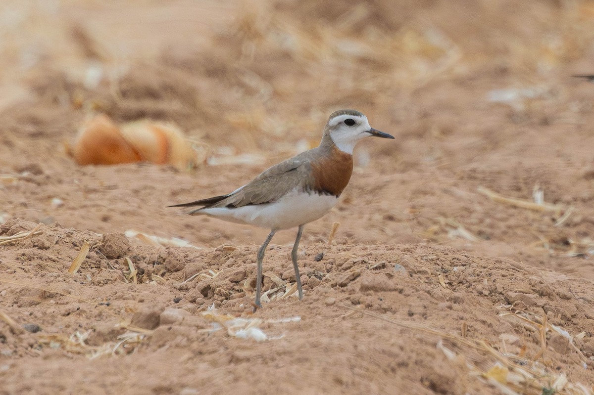 Caspian Plover - ML644339304