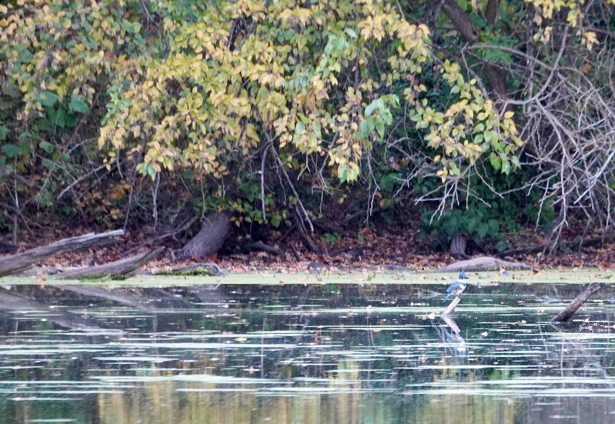 Belted Kingfisher - ML644339305
