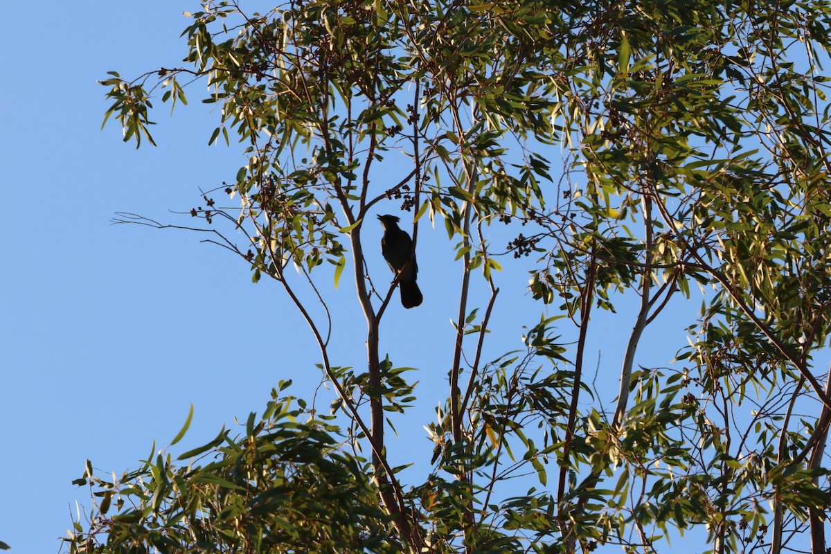 Steller's Jay - ML644339311