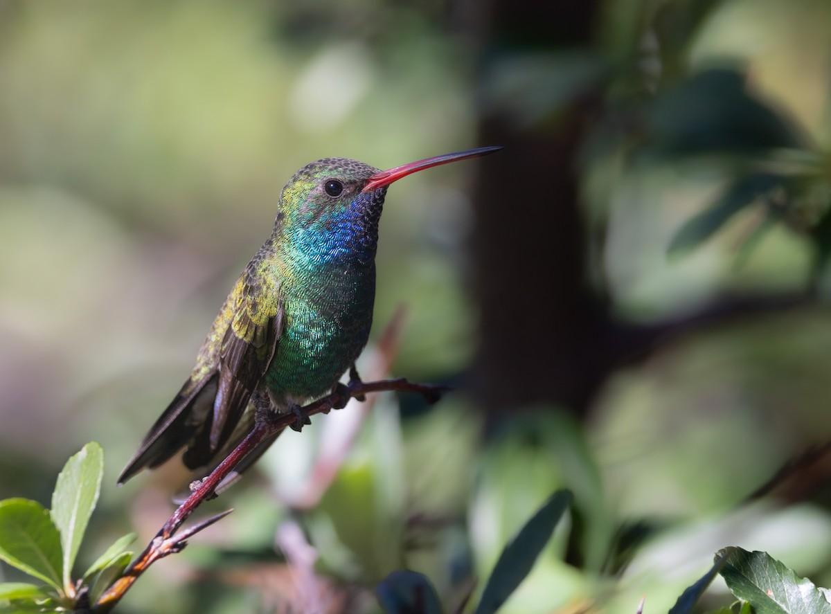 Broad-billed Hummingbird - ML644339331