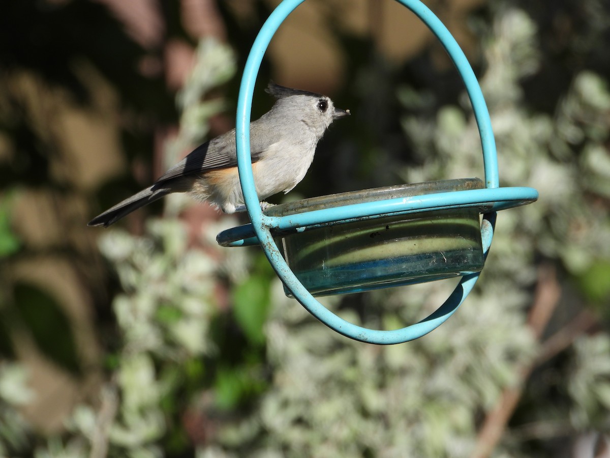 Чернохохлая гренадерка - ML644339353