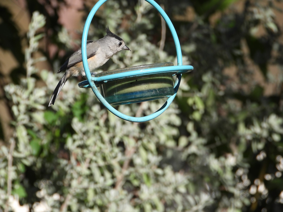 Чернохохлая гренадерка - ML644339354