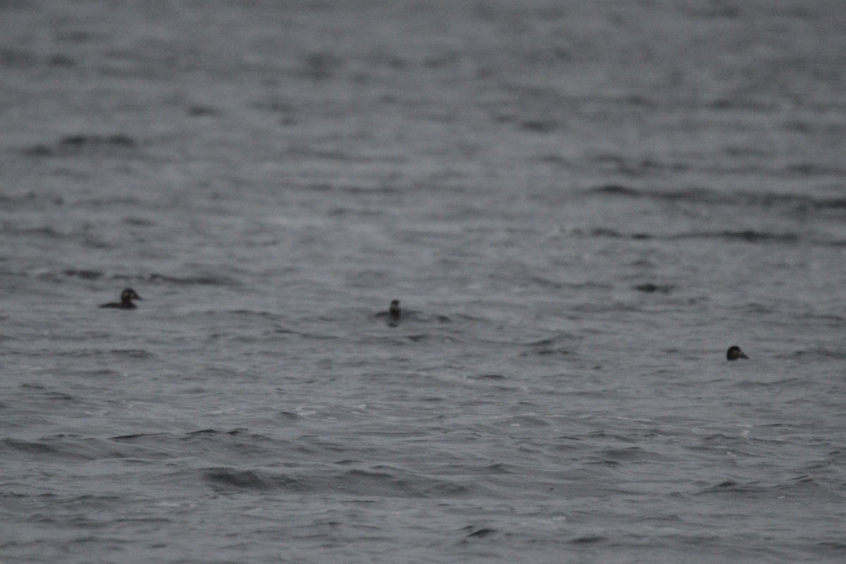 Surf Scoter - ML644339364