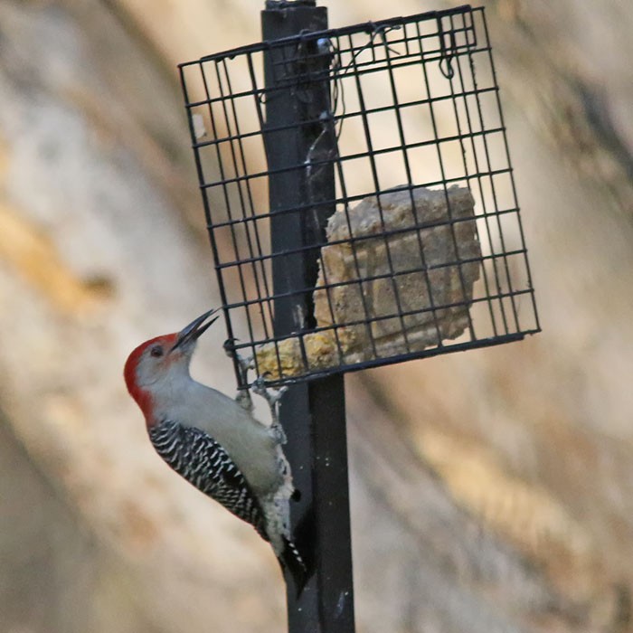 Red-bellied Woodpecker - ML644339366