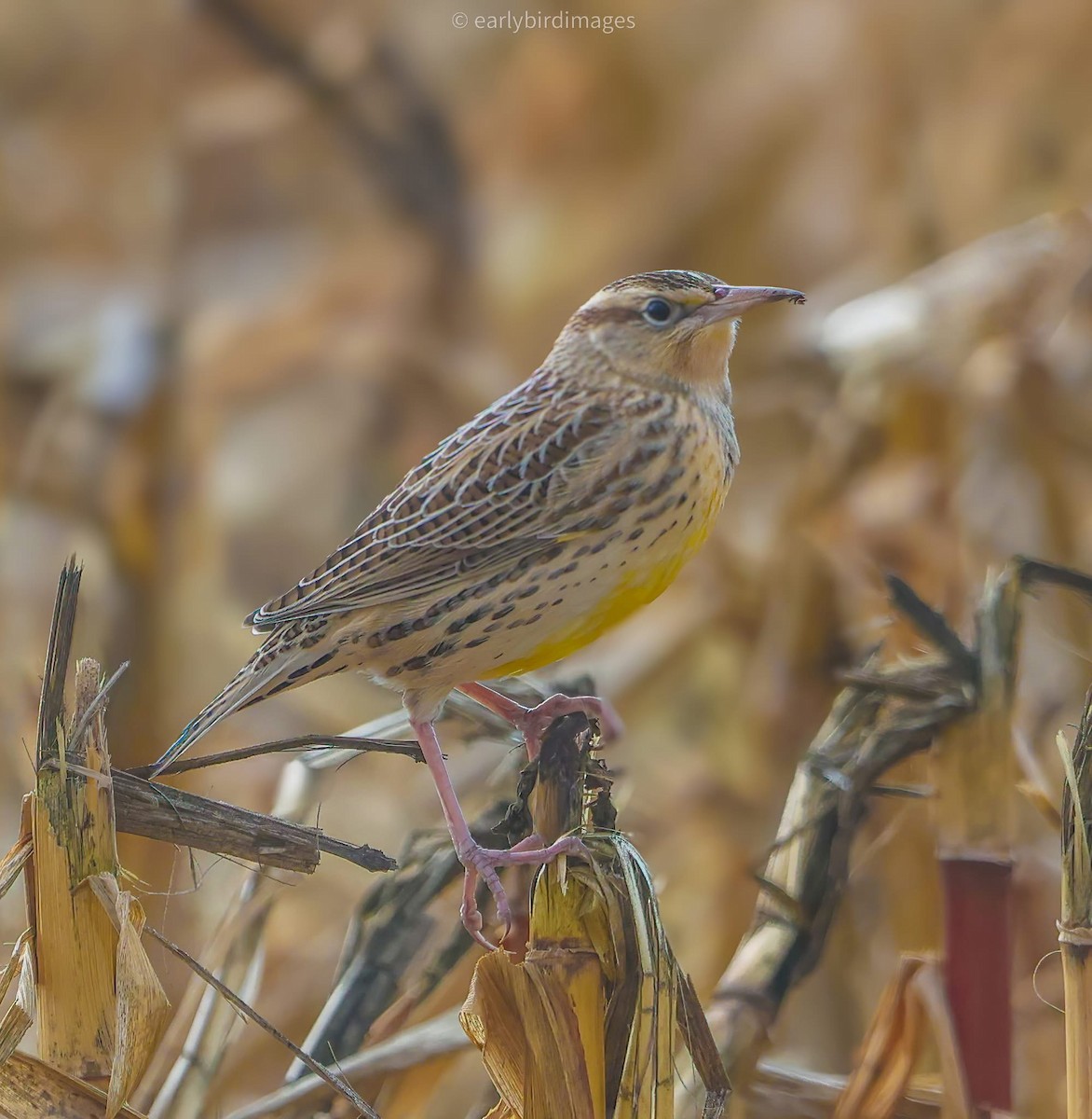 Western Meadowlark - ML644339376