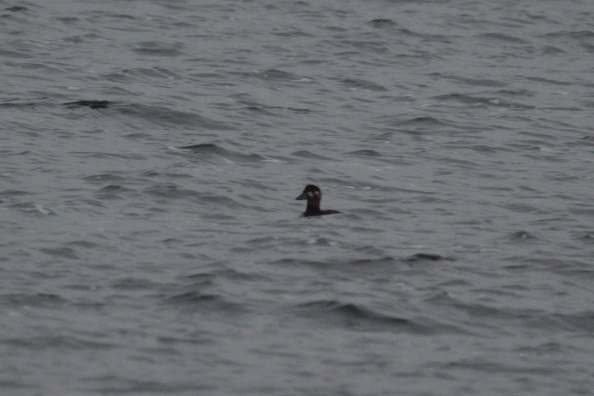 Surf Scoter - ML644339377