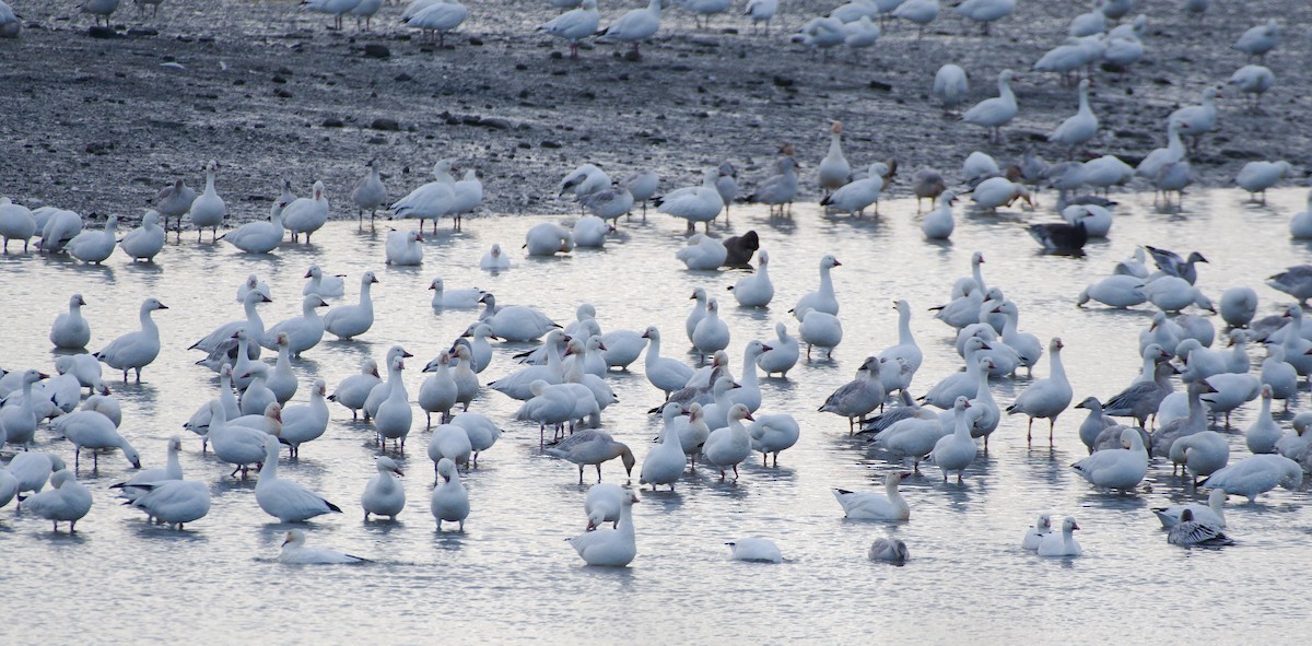 snøgås - ML644339379