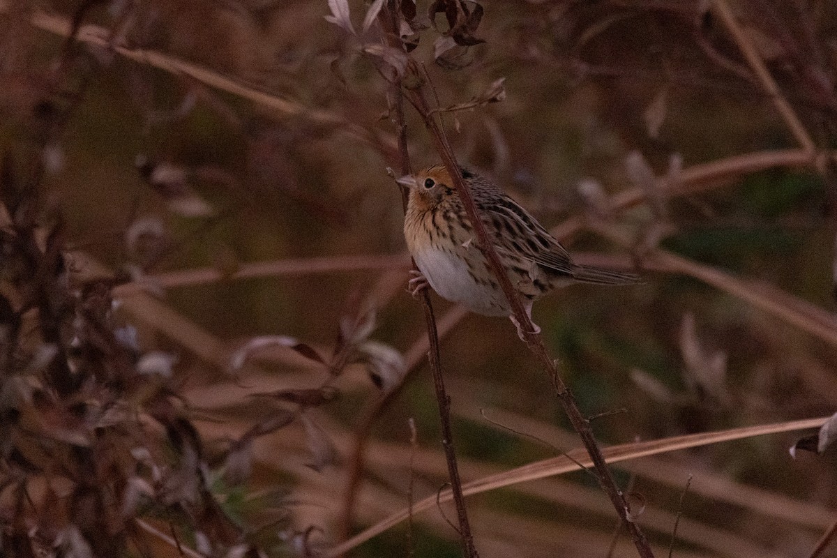 gråørespurv - ML644339386