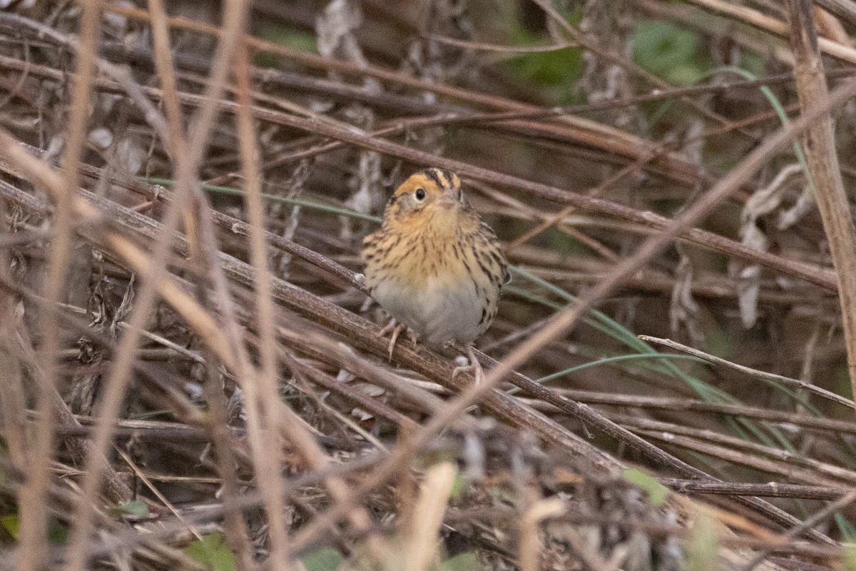 gråørespurv - ML644339387