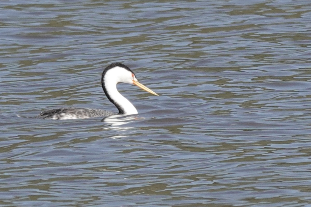 Grèbe à face blanche - ML644339389