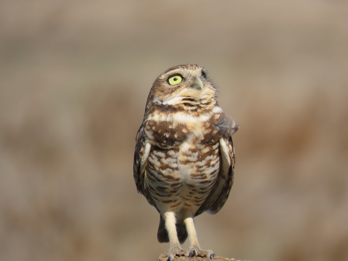 Burrowing Owl - ML644339421