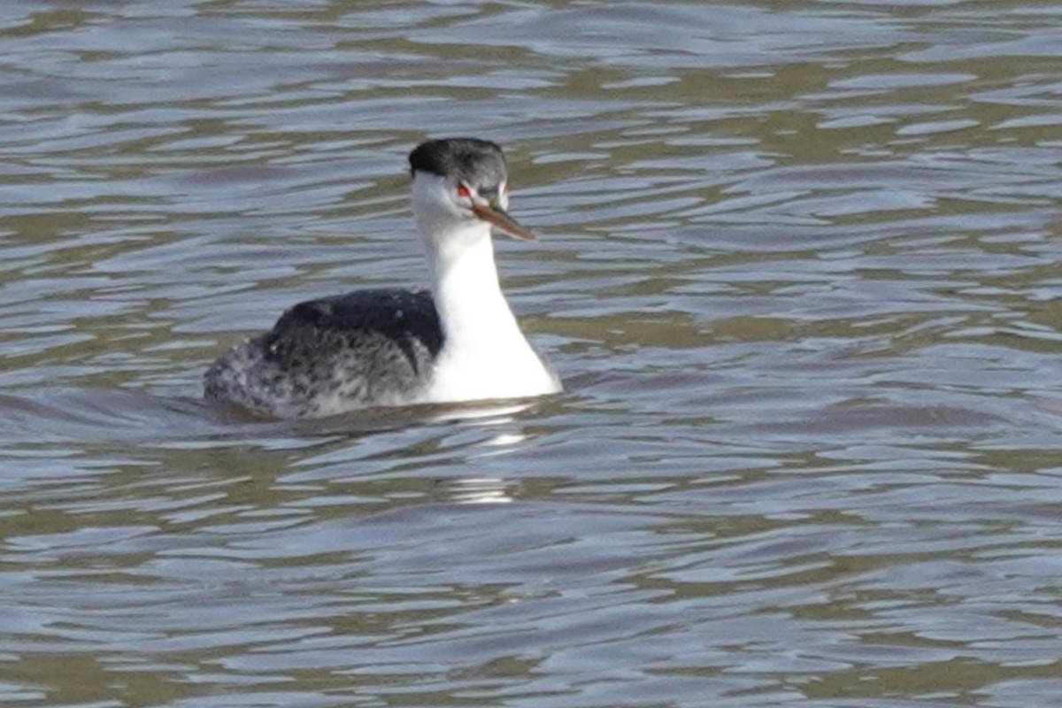 Grèbe à face blanche - ML644339426