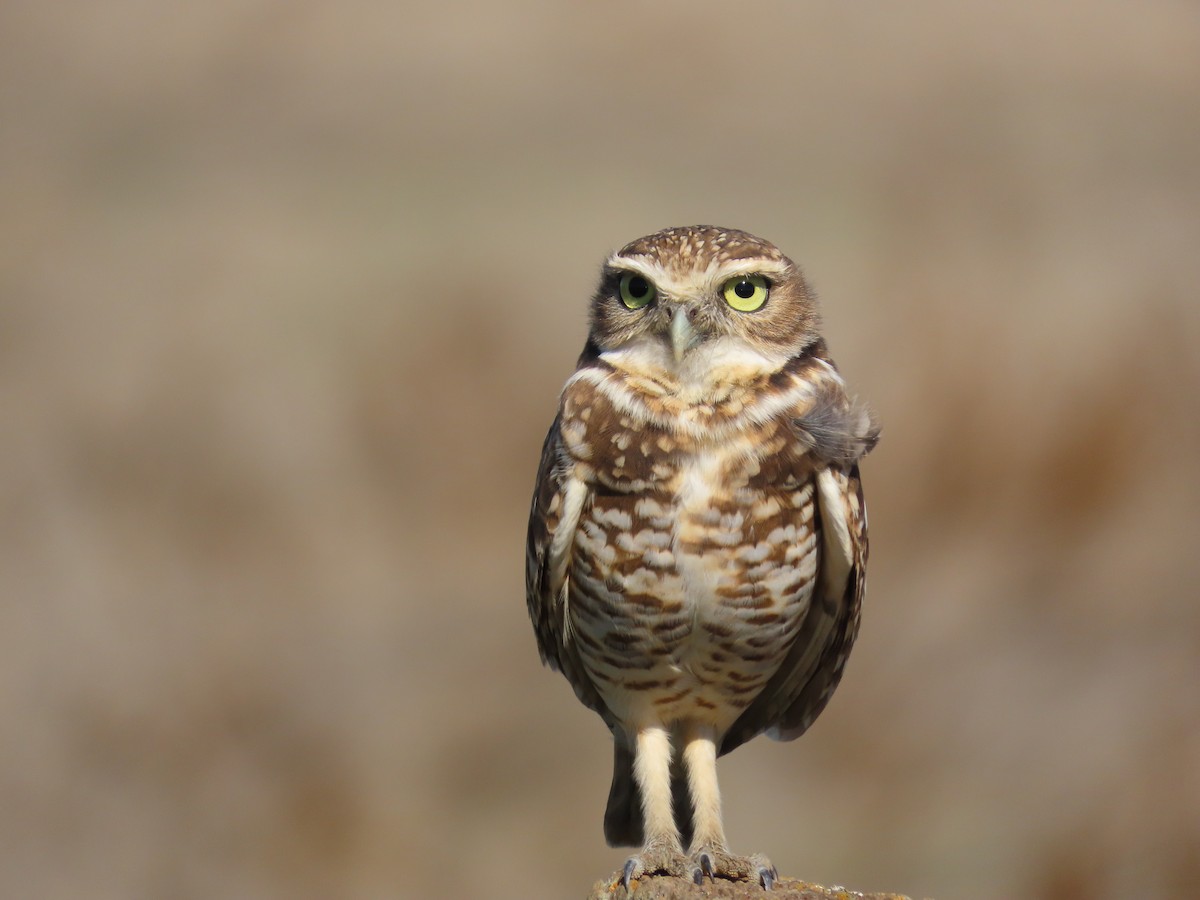 Burrowing Owl - ML644339436