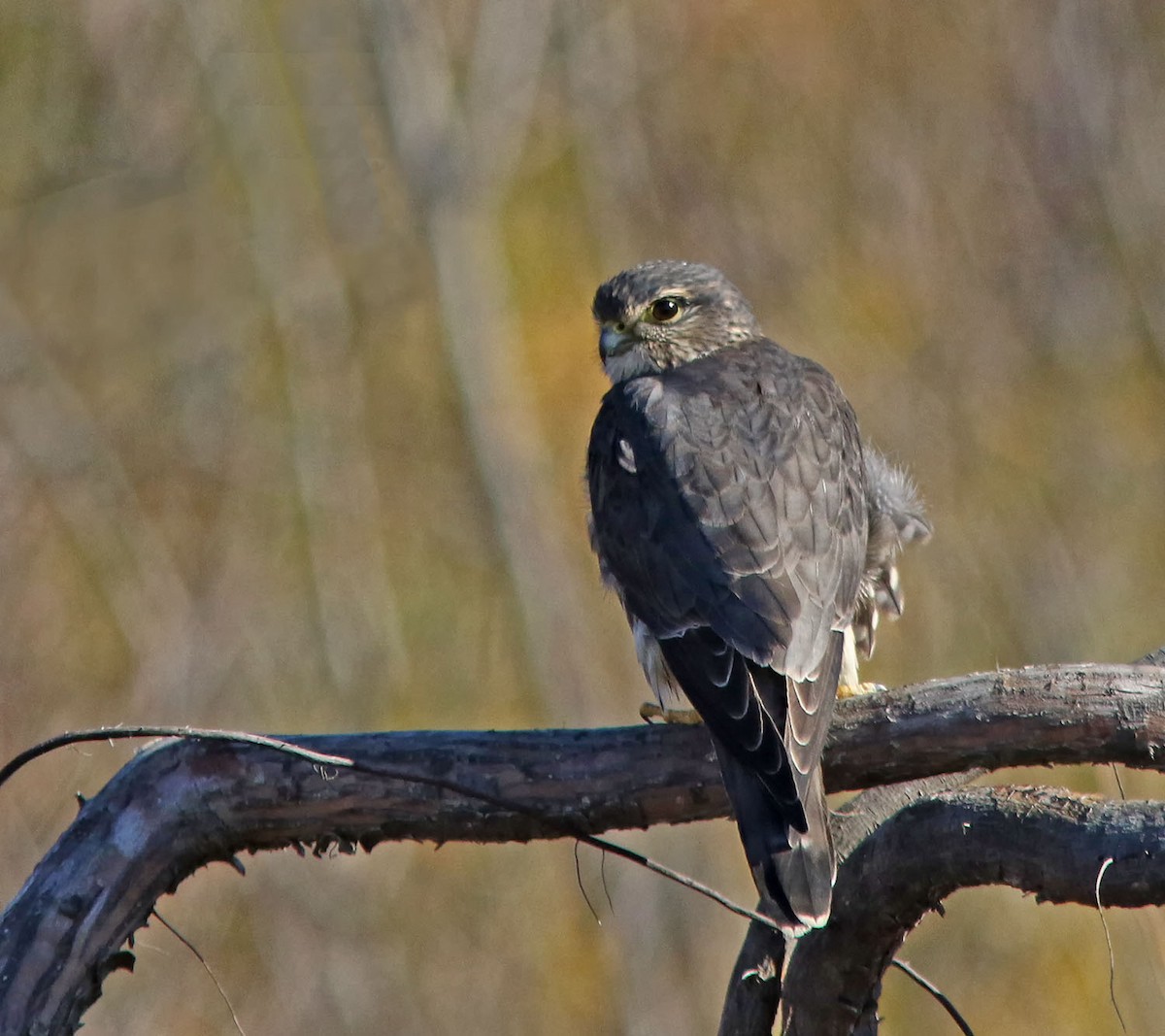 Merlin - ML644339442