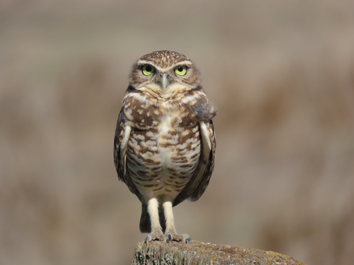 Burrowing Owl - ML644339445