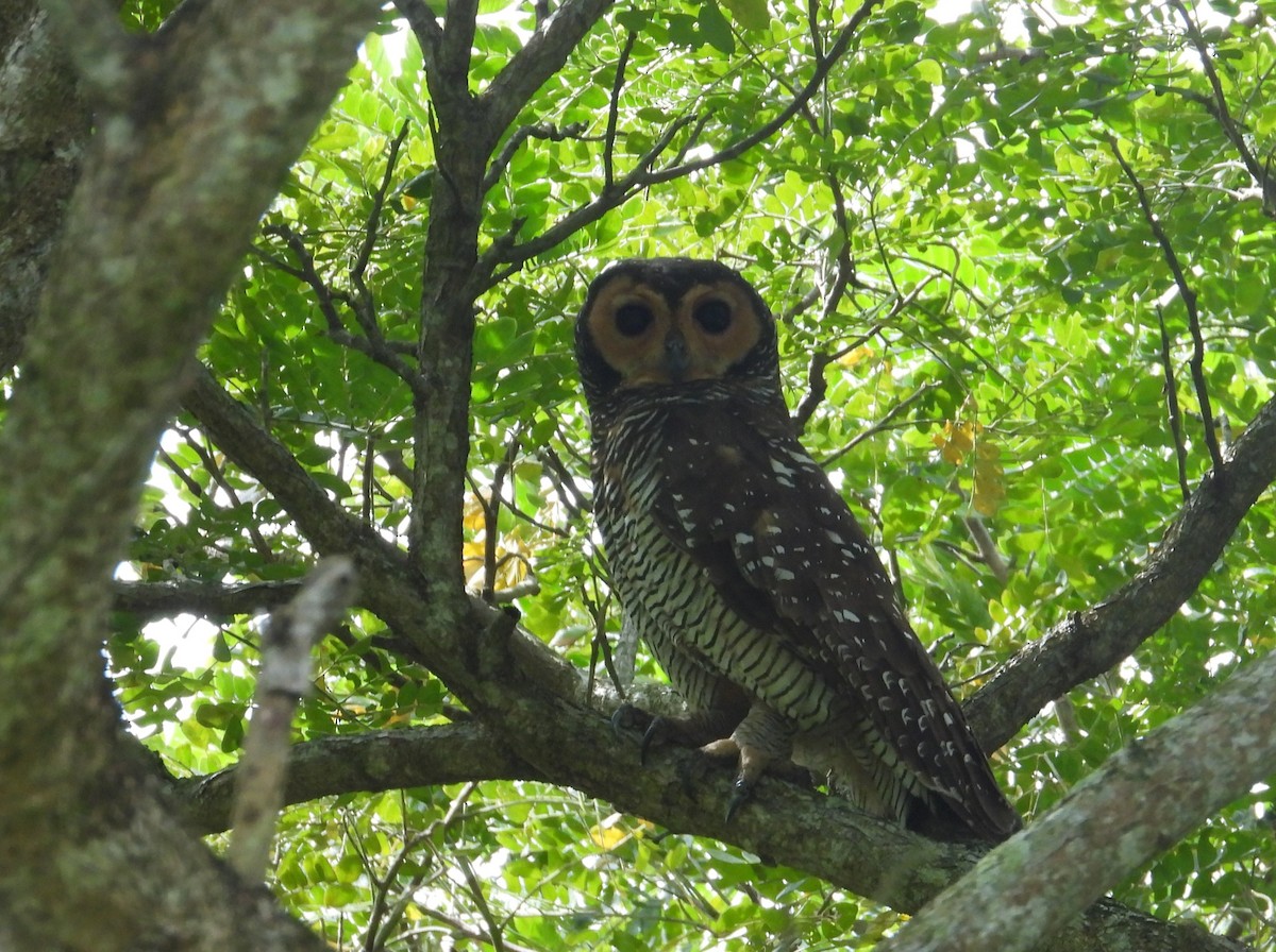 Spotted Wood-Owl - ML644339470