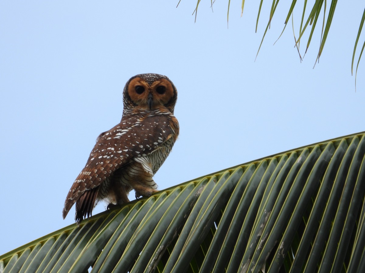 Spotted Wood-Owl - ML644339471