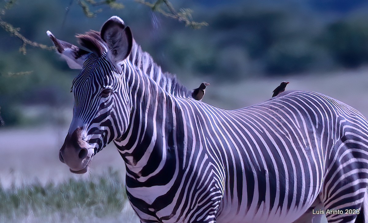 Red-billed Oxpecker - ML644339472