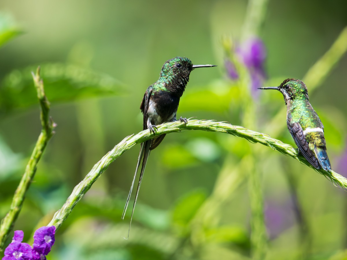 Black-bellied Thorntail - ML644339475