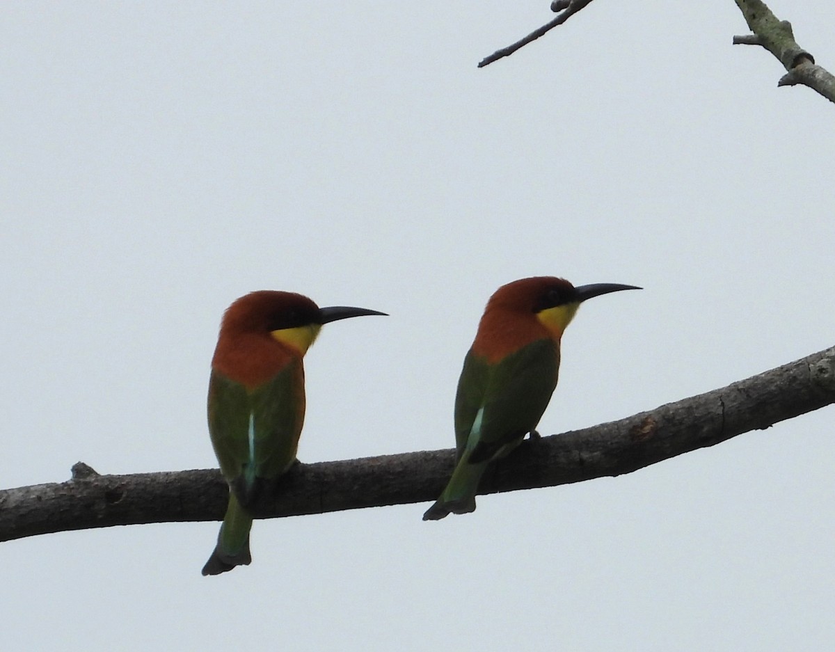 Chestnut-headed Bee-eater - ML644339485