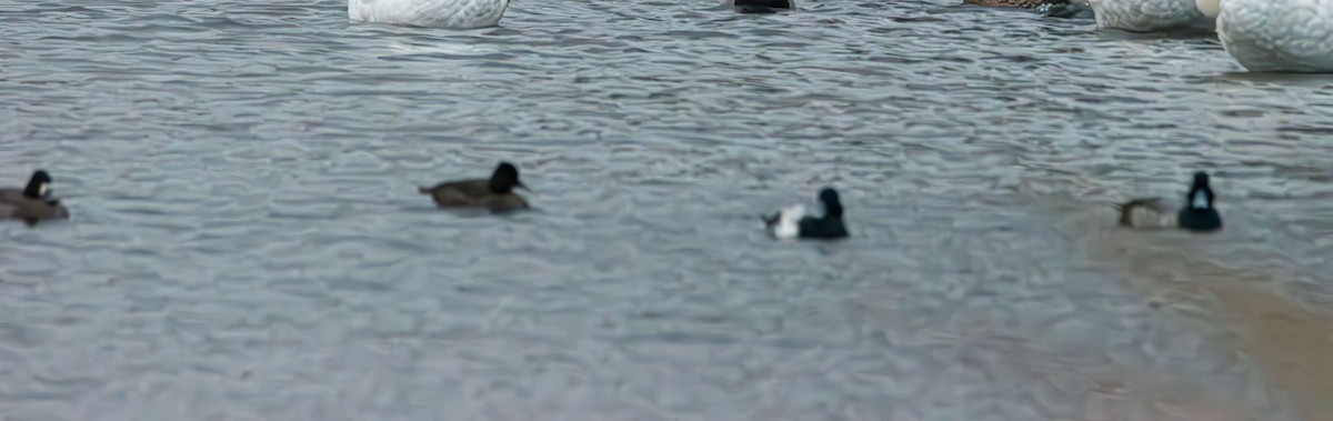 Bergente - ML644339494