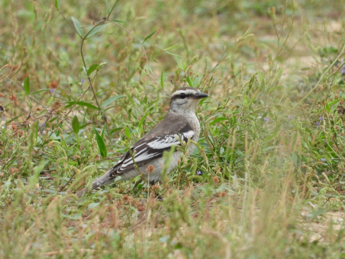 Pied Triller - ML644339498