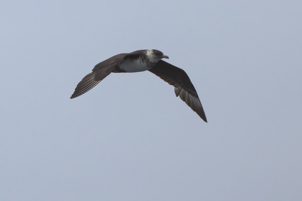 Pomarine Jaeger - ML644339510