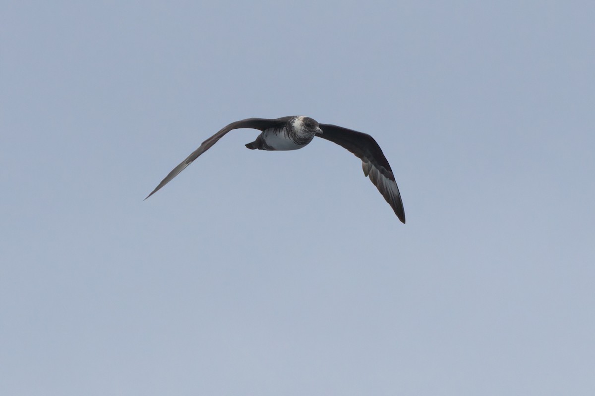 Pomarine Jaeger - ML644339512