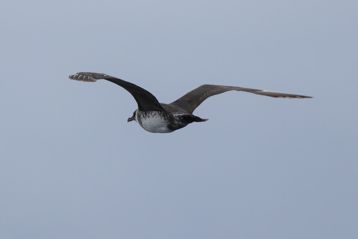 Pomarine Jaeger - ML644339514