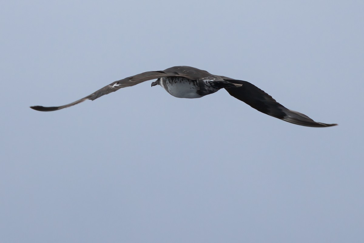 Pomarine Jaeger - ML644339515