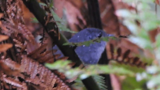 Rock Tapaculo - ML644339521