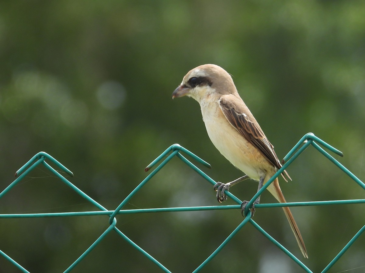 Brown Shrike - ML644339537