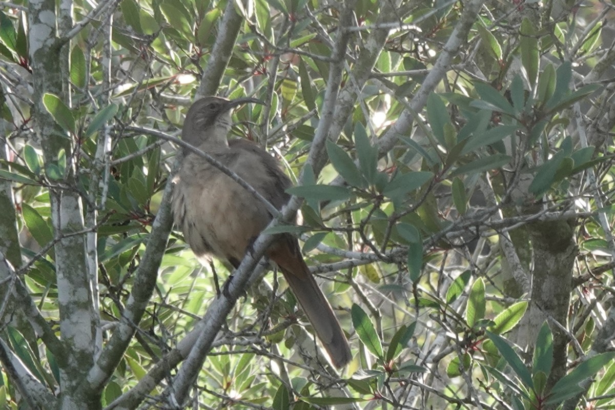 California Thrasher - ML644339538