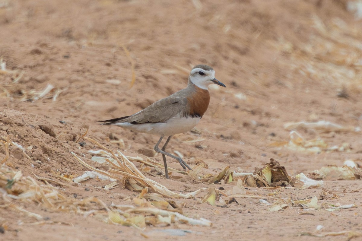 Caspian Plover - ML644339539