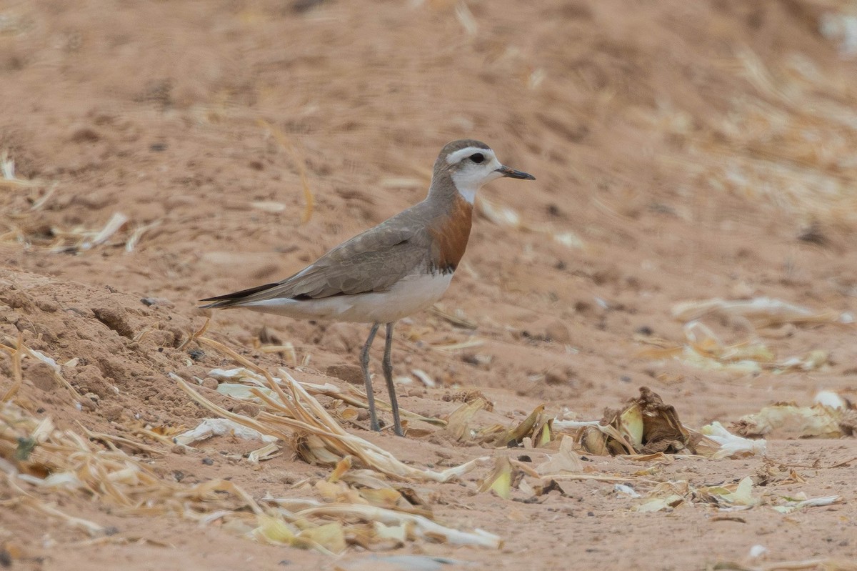 Caspian Plover - ML644339540