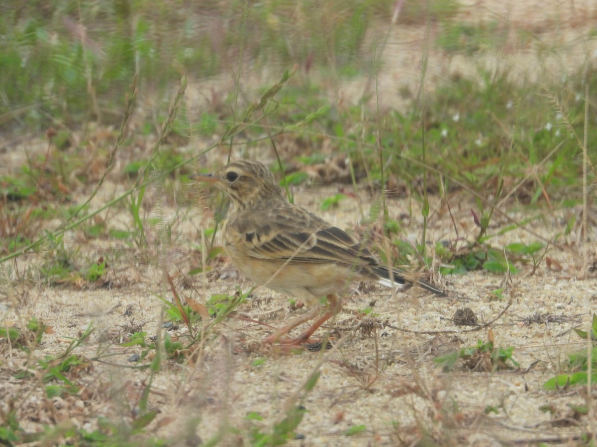 Paddyfield Pipit - ML644339547
