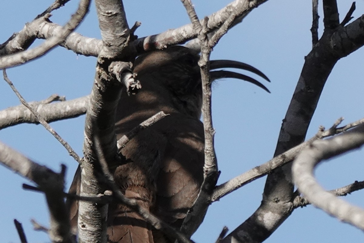 California Thrasher - ML644339552